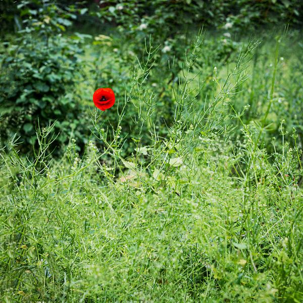 De eenzame klaproos by René Holtslag