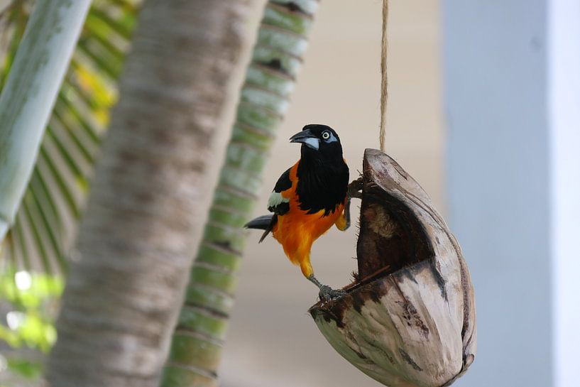 Trupial fait du yoga sur une noix de coco à Bonaire. par Silvia Weenink