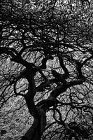 In the Witch's Woods