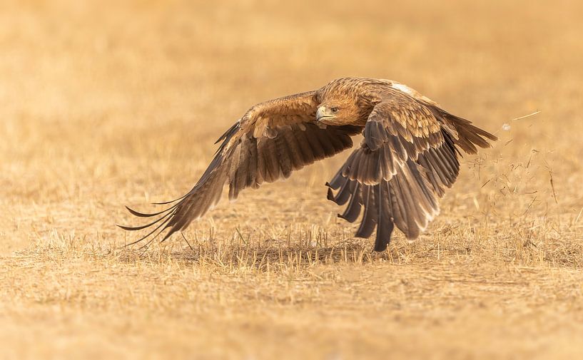 Spaanse Keizerarend in vlucht van Michel de Beer