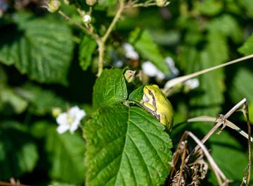 Tree frog by Merijn Loch