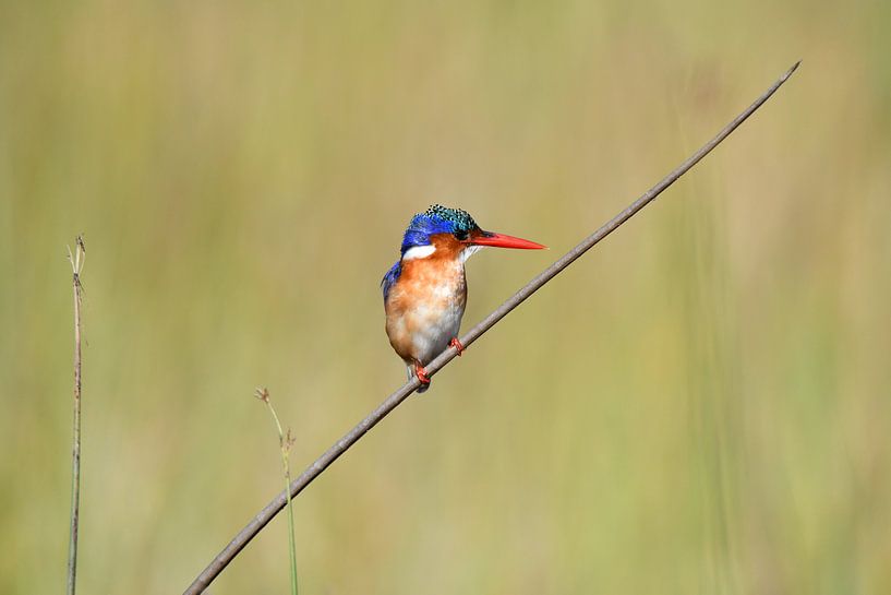 Malachite Kingfisher by Robert Styppa