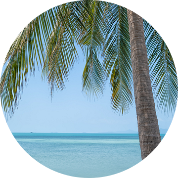 Palmboom op het strand van Bernd Hartner