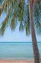 Palmboom op het strand van Bernd Hartner thumbnail