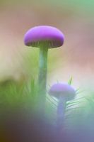 Twee paddenstoelen op mosgrond
