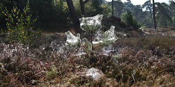 spider webs in the morning