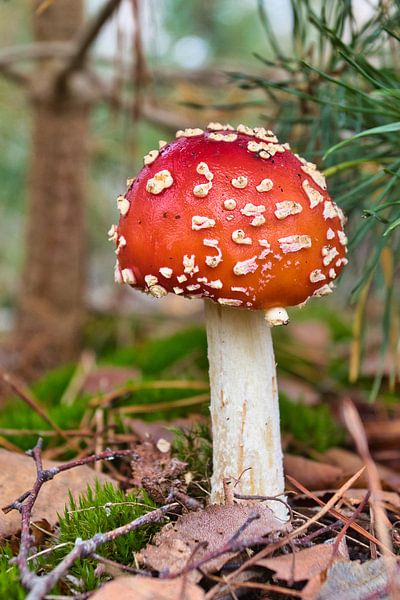 Champignon rouge par Henrico Fotografie