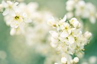 Dromerig... duinvegetatie in Denemarken by Jelte Bosma thumbnail