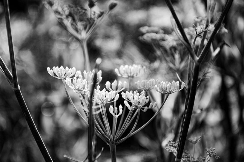 Leinwandblume in abstrakter Schwarz-Weiß-Komposition von Bianca ter Riet