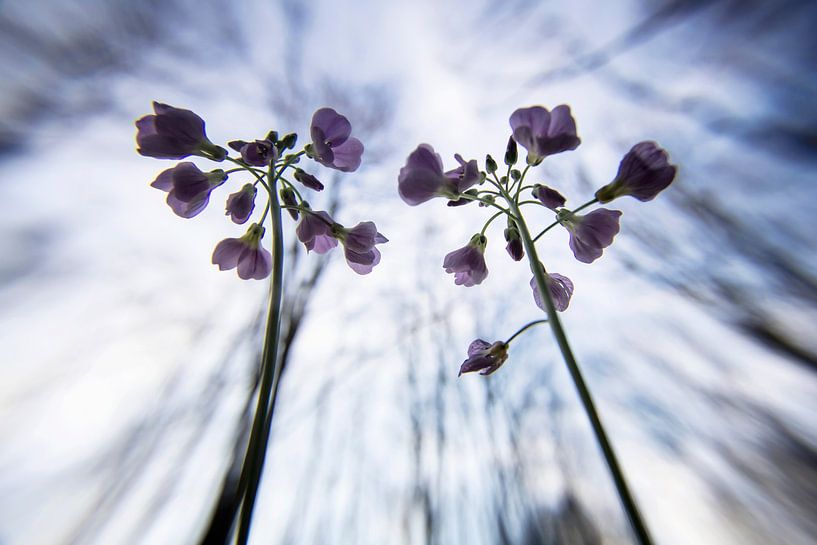 pinksterbloemen van Niek Goossen