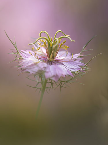 Une image onirique de la « Juffertje » à l''t Groen, Nigella damascena