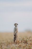 Suricate sentinelle à hauteur d'œil dans les salines du Botswana