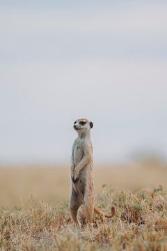 Stokstaartje op ooghoogte in de zoutpannen van Botswana van Geke Woudstra