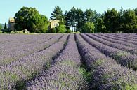 Cottage amidst the lavender by Antwan Janssen thumbnail