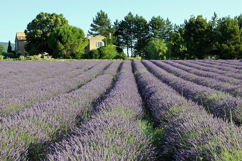 Cottage amidst the lavender by Antwan Janssen
