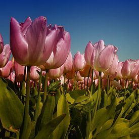 Pink Tulips van Rob Kuijper