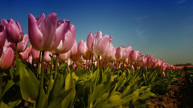 Pink Tulips par Rob Kuijper