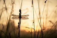 Libelle erwacht bei Sonnenaufgang