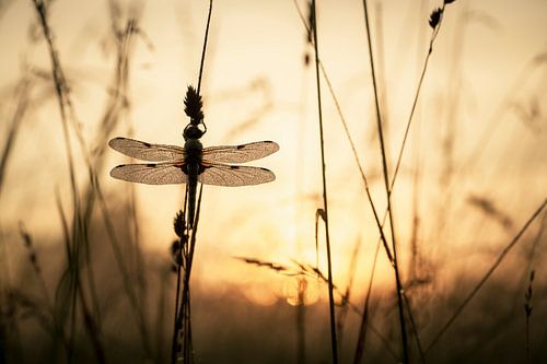 La libellule s'éveille au lever du soleil