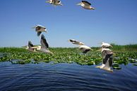 pelikanen in de Donaudelta van Stefan Havadi-Nagy thumbnail