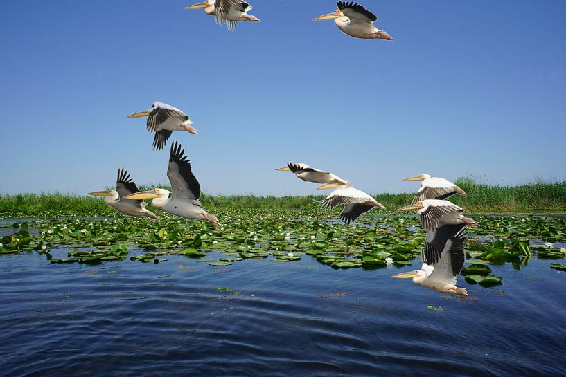 pelikanen in de Donaudelta van Stefan Havadi-Nagy