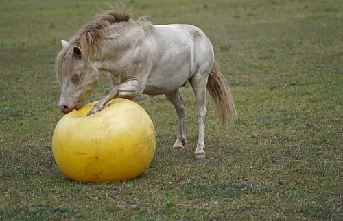 Shetland pony Fredo speelt met de rubberen bal