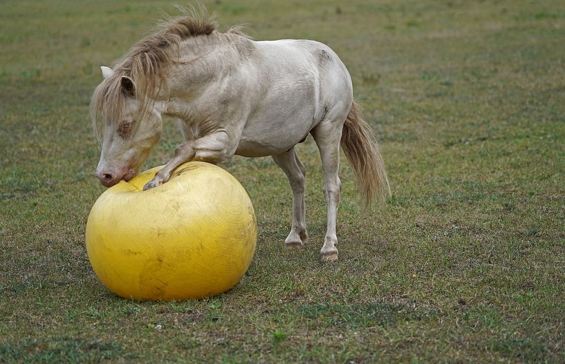 Shetland pony Fredo speelt met de rubberen bal van Babetts Bildergalerie