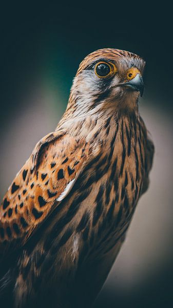 Falcon by Bjorn Brekelmans