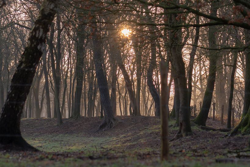 Bäume in der Morgensonne von Tania Perneel