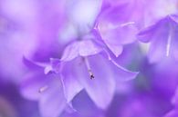 Bluebell dreams... by LHJB Photography thumbnail