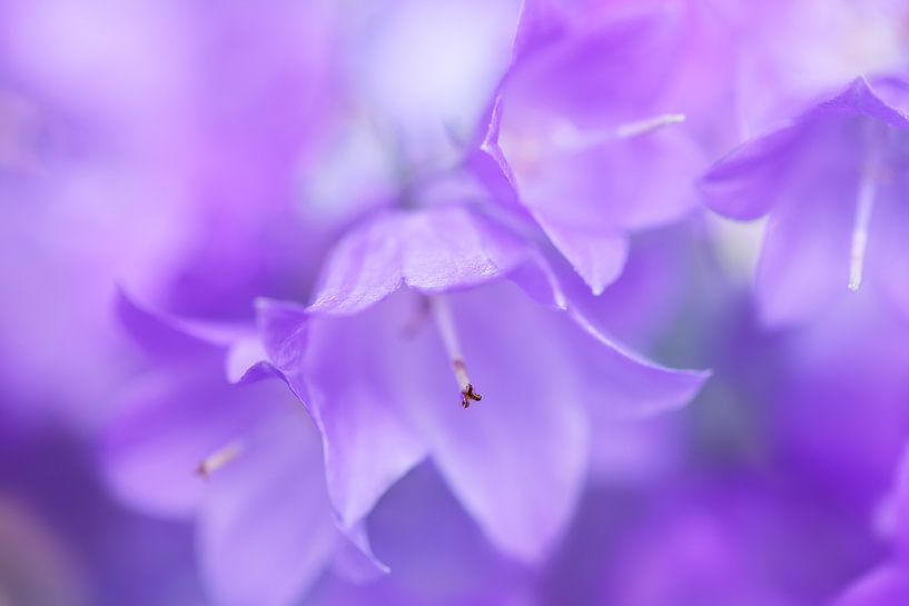 Bluebell dreams... van LHJB Photography