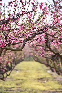 Poort naar de lente