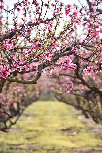 Poort naar de lente