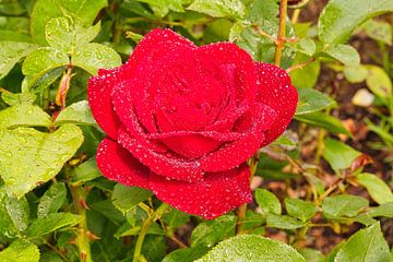 Rode roos met dauw II. van Carl-Ludwig Principe