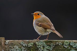 Robin