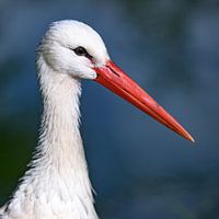 Storch