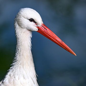 Ooievaar van Jack Tummers