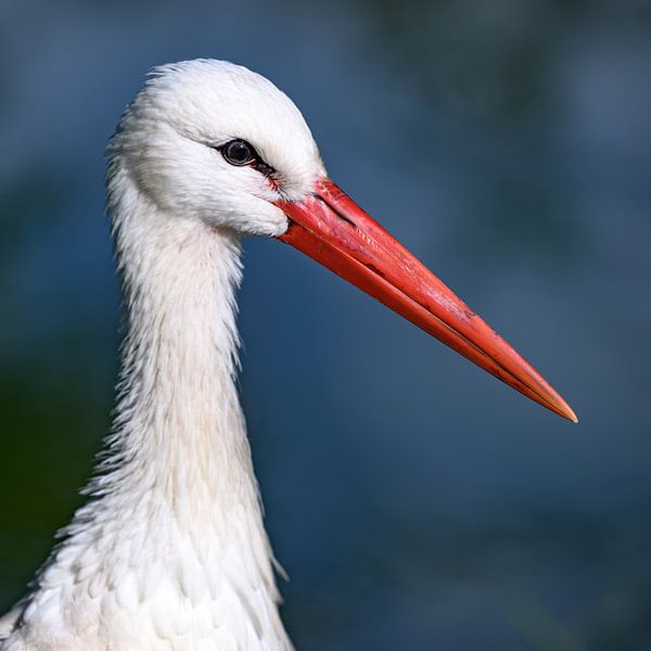 Storch von Jack Tummers