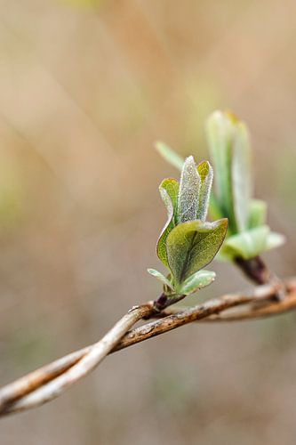 Nieuw Leven In De Lente
