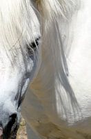 Verliefd op het paard