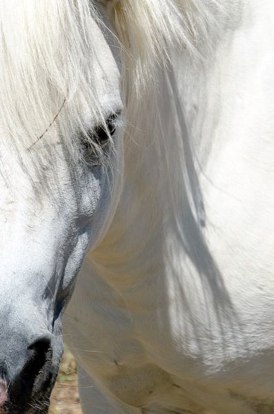 Amoureux du cheval par Ellinor Creation