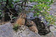 Uhu ( Bubo bubo ), zu zweit in ihrem Tagesversteck unter einem Busch schauen neugierig, was los ist von wunderbare Erde Miniaturansicht