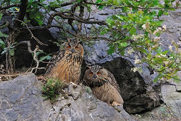 Eagle Owls ( Bubo bubo ) hiding over day under bushes in an old quarry, watching narrowly