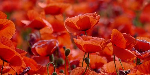 Poppy addicted, wide format