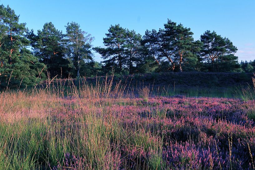 Heather Blossom by Frank Briske