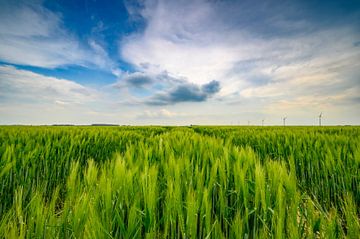 Groene tarwe aren in de late lente met een bewolkte lucht erboven van Sjoerd van der Wal Fotografie