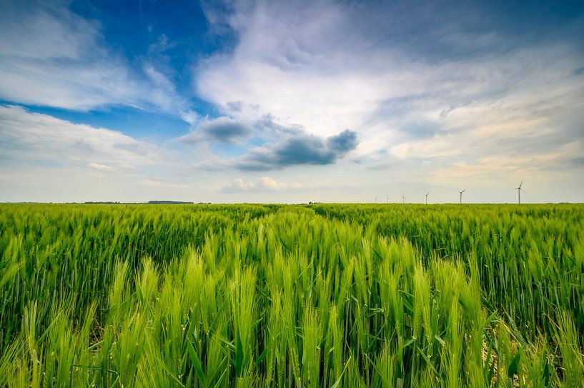 Groene tarwe aren in de late lente met een bewolkte lucht erboven van Sjoerd van der Wal Fotografie