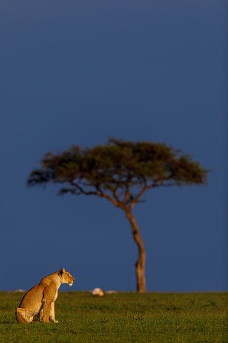 Lionne dans la lumière du matin (Masai Mara, Kenya)