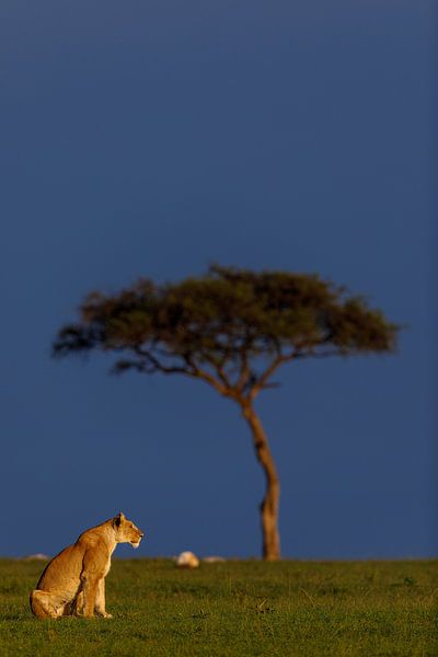 Löwin im frühen Morgenlicht (Masai Mara, Kenia) von Evert Doorn