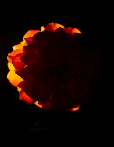 „Ember Hydrangea IX“